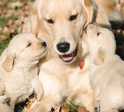 perra-golden-cachorros