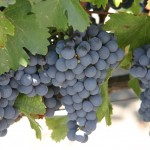 remedio casero de uvas para la tos seca