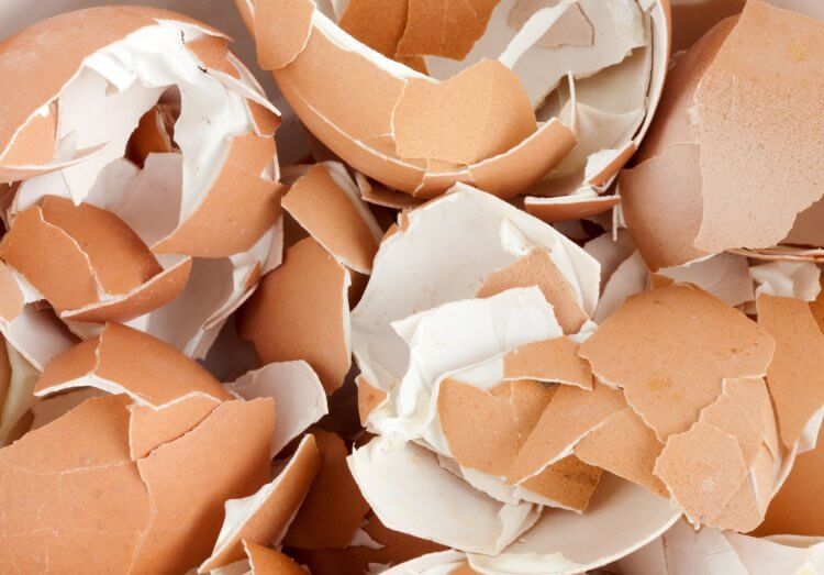 10 cosas que puedes hacer con la cascara del huevo ¡No las botes!