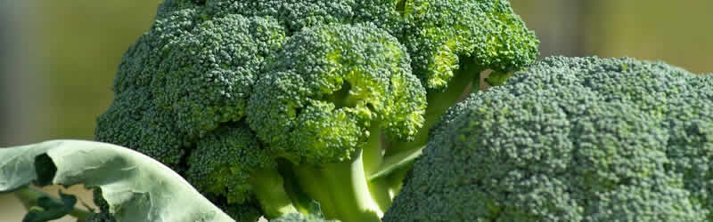 Brócoli para adelgazar